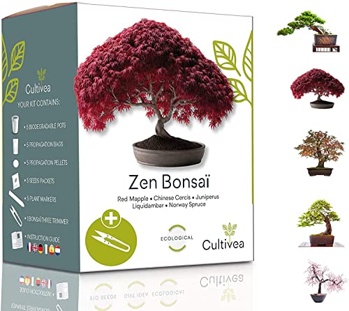 Mejor bonsai en 2022 [basado en 50 revisiones de expertos]