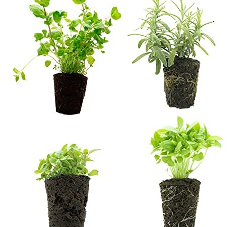 Groots - Pack de 4 Planteles de Hierbas Aromáticas - Albahaca Fresca + Romero Fresco + Tomillo Fresco + Menta Fresca - Cultivo Vertical sin Tierra - Sin Pesticidas